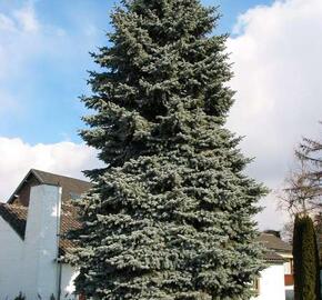 Smrk pichlavý 'Moerheim'