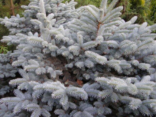 Smrk pichlavý 'Glauca Compacta' - Picea pungens 'Glauca Compacta'