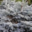 Smrk pichlavý 'Glauca Compacta' - Picea pungens 'Glauca Compacta'