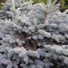 Smrk pichlavý 'Glauca Compacta' - Picea pungens 'Glauca Compacta'