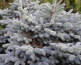 Smrk pichlavý 'Glauca Compacta'