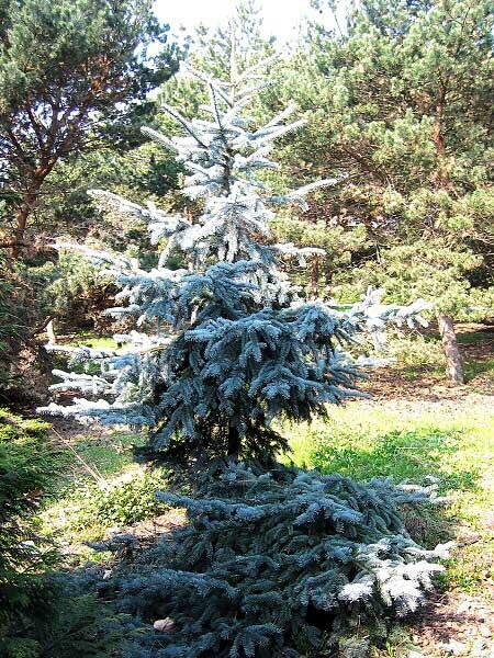 Smrk pichlavý 'Endtz' - Picea pungens 'Endtz'