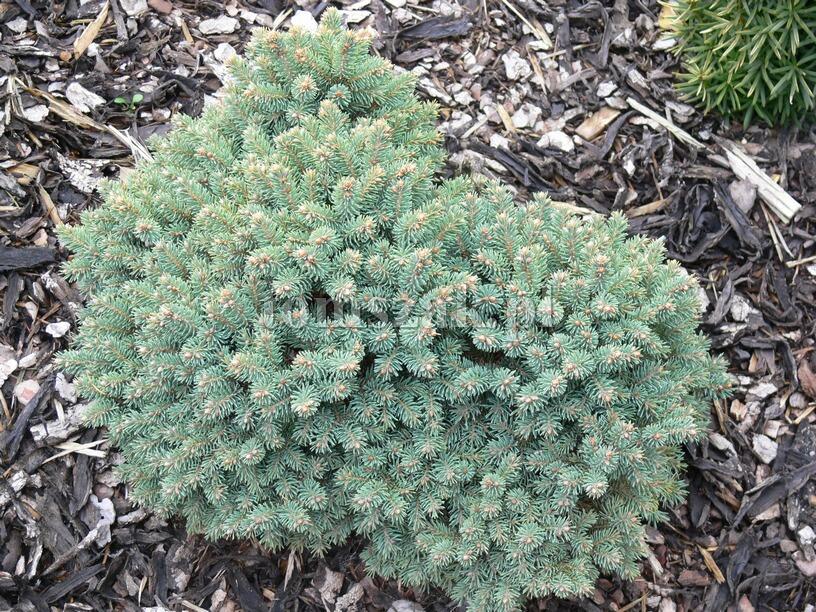 Smrk sivý 'Liliput' - Picea glauca 'Liliput'