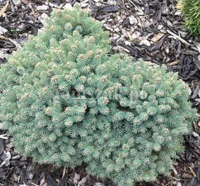 Smrk sivý 'Liliput'