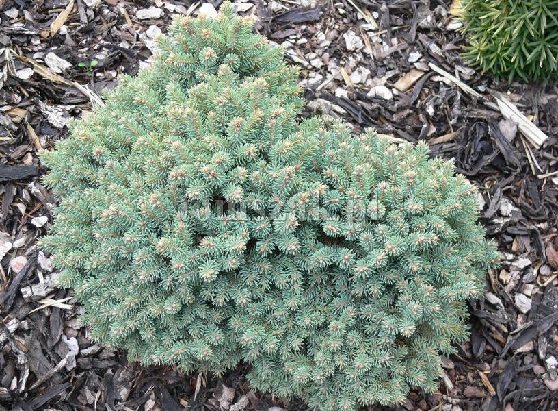 Smrk sivý 'Liliput' - Picea glauca 'Liliput'