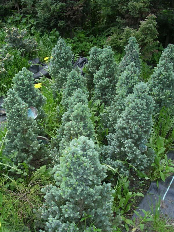 Smrk sivý 'Blue Wonder' - Picea glauca 'Blue Wonder'