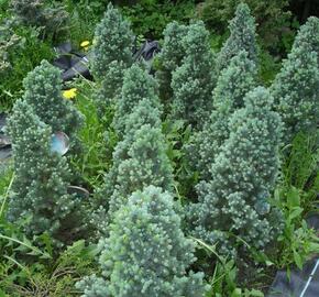 Smrk sivý 'Blue Wonder'