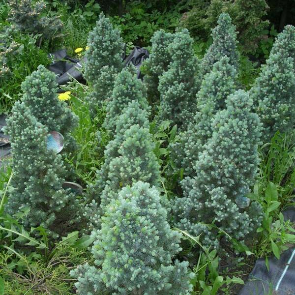 Smrk sivý 'Blue Wonder' - Picea glauca 'Blue Wonder'