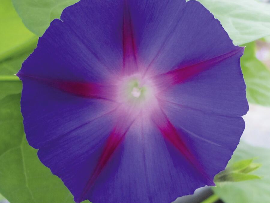 Povíjnice nachová 'Grandpa Ott' - Ipomoea purpurea 'Grandpa Ott'