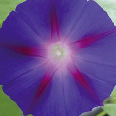 Povíjnice nachová 'Grandpa Ott' - Ipomoea purpurea 'Grandpa Ott'