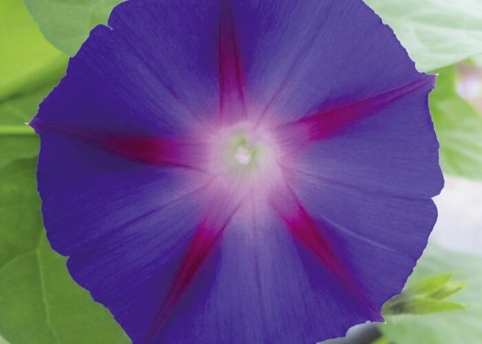 Povíjnice nachová 'Grandpa Ott' - Ipomoea purpurea 'Grandpa Ott'