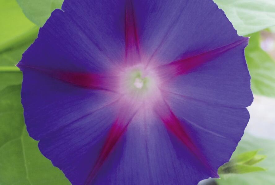 Povíjnice nachová 'Grandpa Ott' - Ipomoea purpurea 'Grandpa Ott'