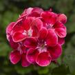 Muškát, pelargonie páskatá klasická 'Deep Rose with Eye Tango' - Pelargonium zonale 'Deep Rose with Eye Tango'