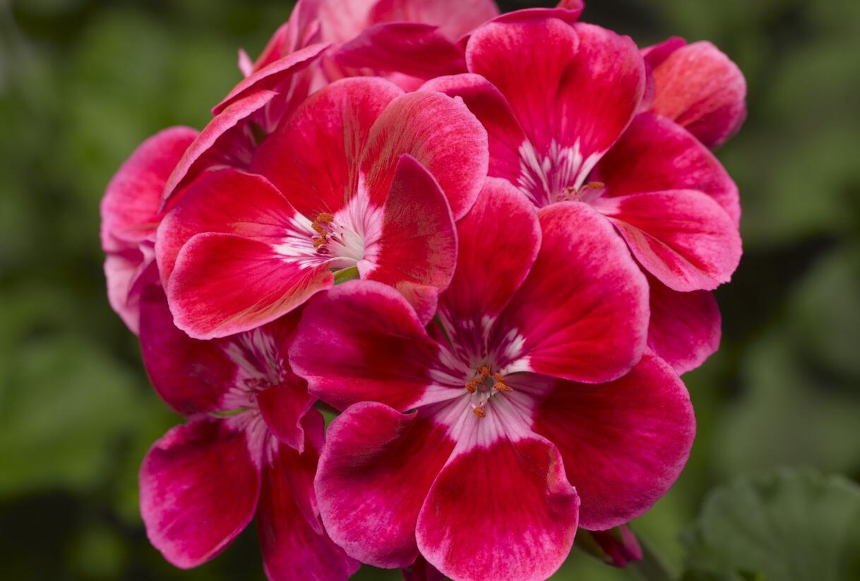 Muškát, pelargonie páskatá klasická 'Deep Rose with Eye Tango' - Pelargonium zonale 'Deep Rose with Eye Tango'