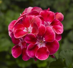 Muškát, pelargonie páskatá klasická 'Deep Rose with Eye Tango' - Pelargonium zonale 'Deep Rose with Eye Tango'