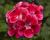 Muškát, pelargonie páskatá klasická 'Deep Rose with Eye Tango'