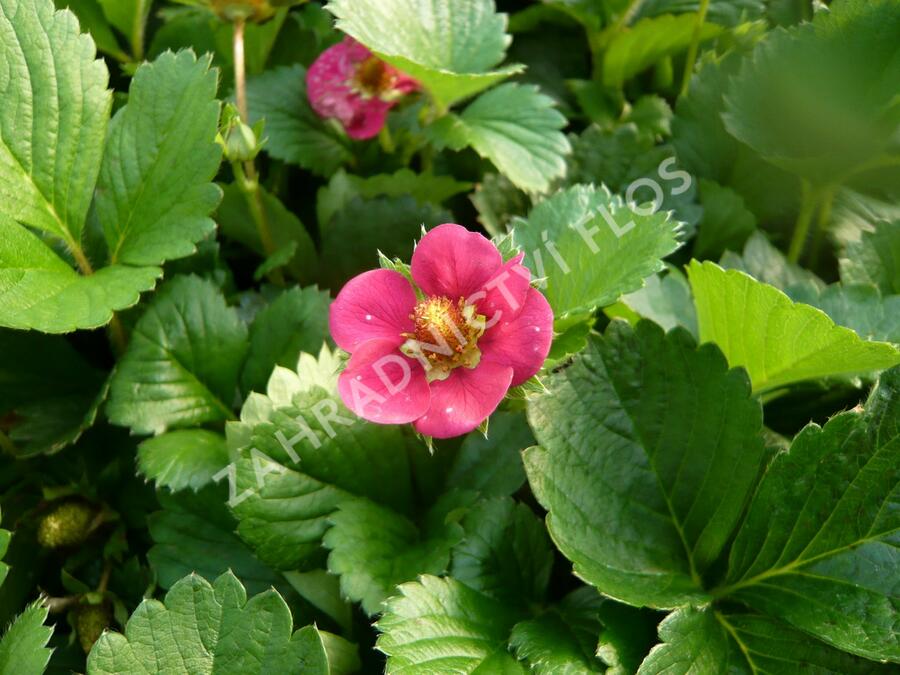 Jahodník stáleplodící 'Fragoo Pink' - Fragaria ananassa 'Fragoo Pink'