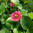 Jahodník stáleplodící 'Fragoo Pink' - Fragaria ananassa 'Fragoo Pink'