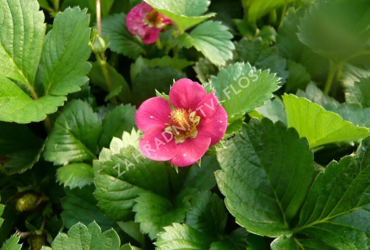 Jahodník stáleplodící 'Fragoo Pink' - Fragaria ananassa 'Fragoo Pink'