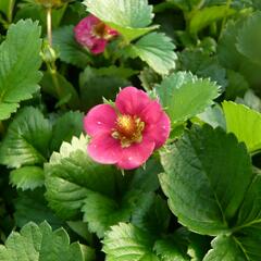 Jahodník stáleplodící 'Fragoo Pink' - Fragaria ananassa 'Fragoo Pink'