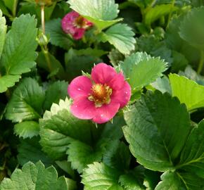 Jahodník stáleplodící 'Fragoo Pink' - Fragaria ananassa 'Fragoo Pink'