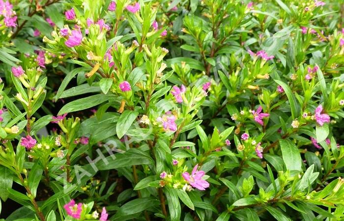 Hlazenec ohnivý 'Rose' - Cuphea hyssopifolia 'Rose'