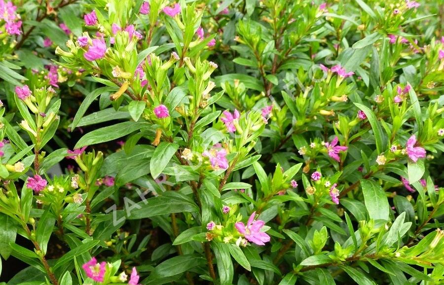 Hlazenec ohnivý 'Rose' - Cuphea hyssopifolia 'Rose'