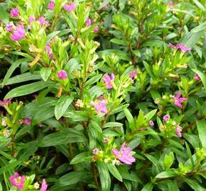 Hlazenec ohnivý 'Rose'