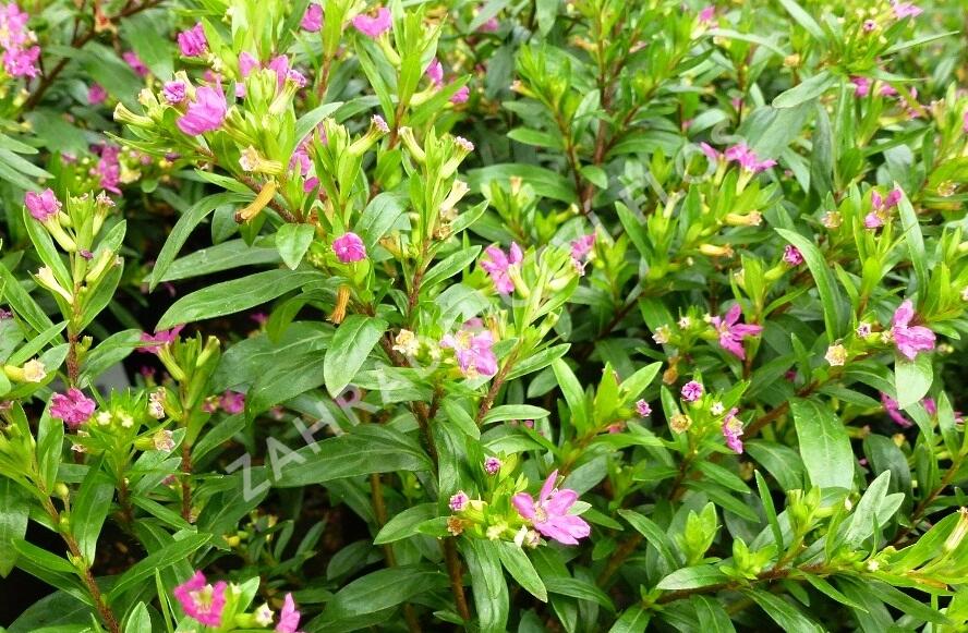 Hlazenec ohnivý 'Rose' - Cuphea hyssopifolia 'Rose'