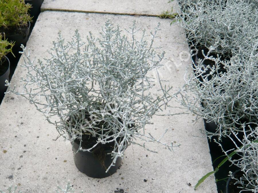 Drátovec, krásnohlávek - Calocephalus brownii