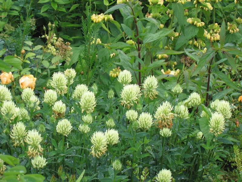 Jetel bledožlutý - Trifolium ochroleucum