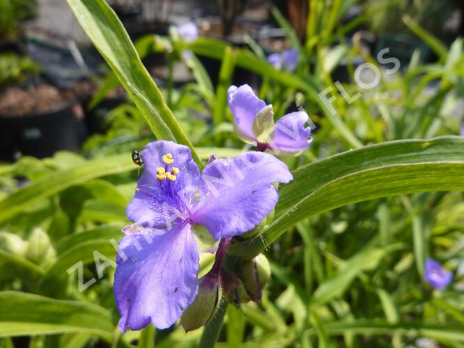 Podeňka Andersonova - Tradescantia andersoniana