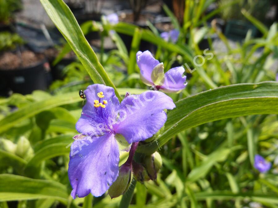 Podeňka Andersonova - Tradescantia andersoniana