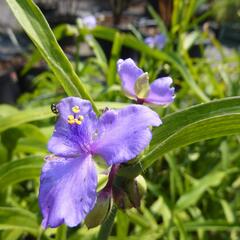 Podeňka Andersonova - Tradescantia andersoniana