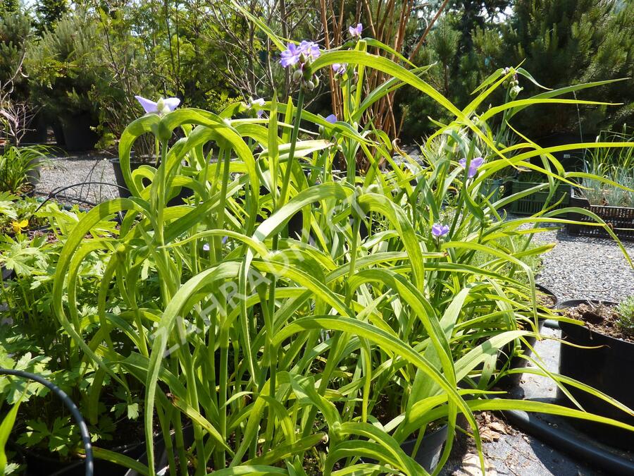 Podeňka Andersonova - Tradescantia andersoniana