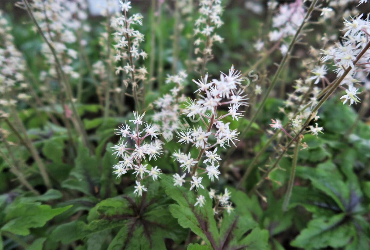 Mitrovnička 'Iron Buttery' - Tiarella laciniata 'Iron Buttery'