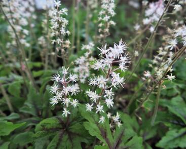 Mitrovnička 'Iron Buttery'