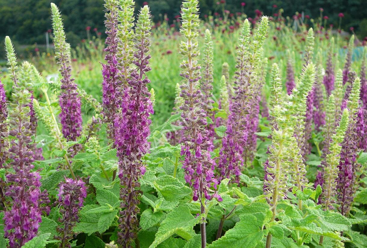 Ožanka íránská 'Paradise Delight' - Teucrium hircanicum 'Paradise Delight'
