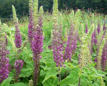 Ožanka íránská 'Paradise Delight'