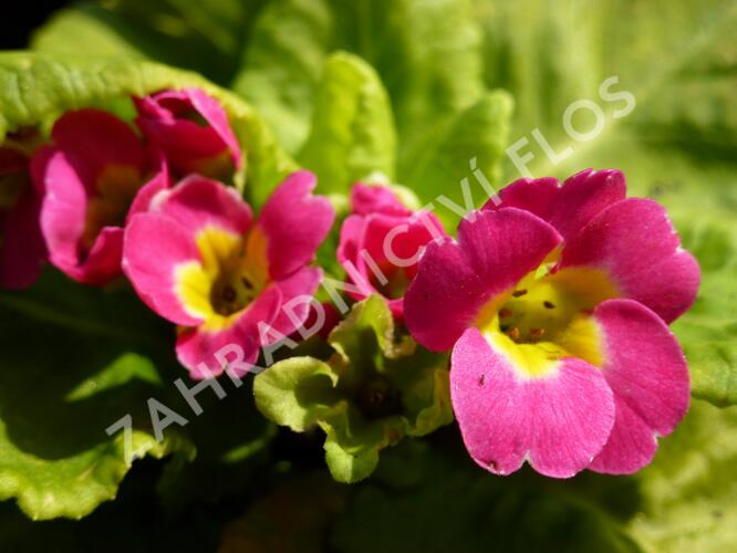 Prvosenka 'Rosa' - Primula pruhoniciana 'Rosa'