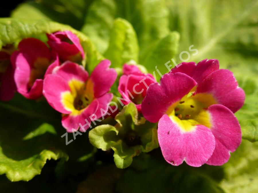Prvosenka 'Rosa' - Primula pruhoniciana 'Rosa'