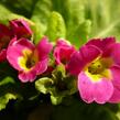 Prvosenka 'Rosa' - Primula pruhoniciana 'Rosa'