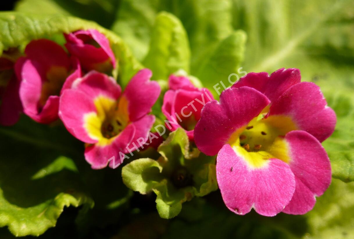 Prvosenka 'Rosa' - Primula pruhoniciana 'Rosa'