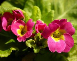 Prvosenka 'Rosa'
