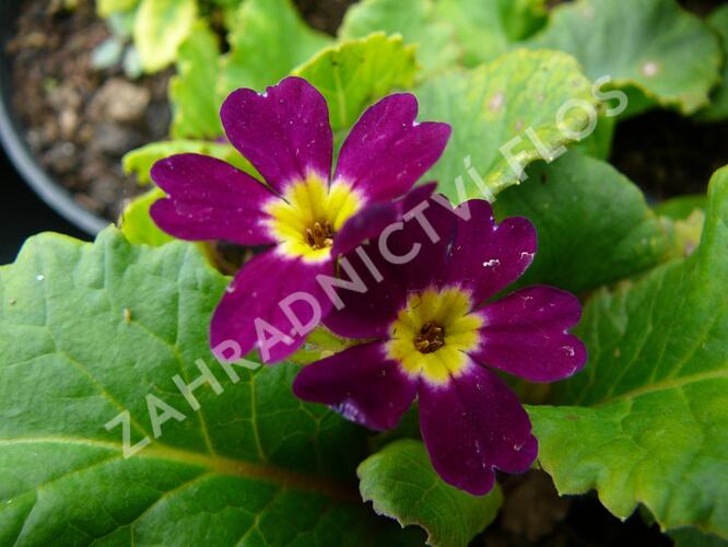 Prvosenka 'Amaranthrot' - Primula pruhoniciana 'Amaranthrot'