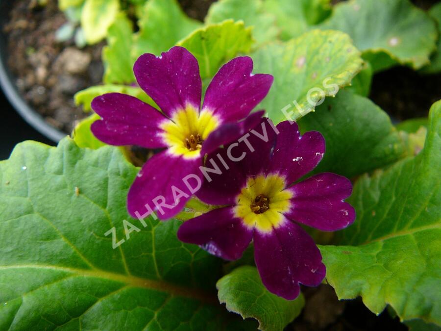 Prvosenka 'Amaranthrot' - Primula pruhoniciana 'Amaranthrot'