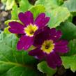 Prvosenka 'Amaranthrot' - Primula pruhoniciana 'Amaranthrot'