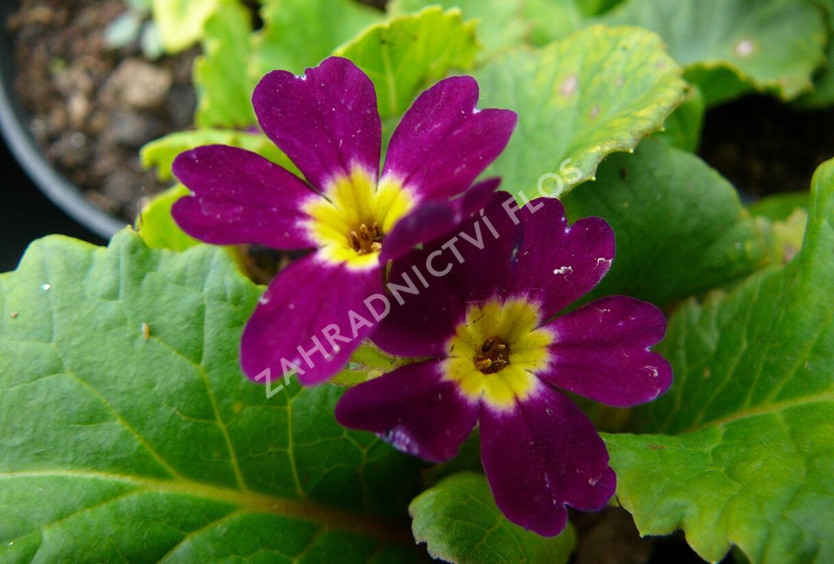 Prvosenka 'Amaranthrot' - Primula pruhoniciana 'Amaranthrot'