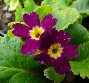 Prvosenka 'Amaranthrot'