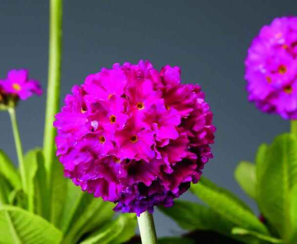 Prvosenka zoubkatá 'Confetti Deep Rose' - Primula denticulata 'Confetti Deep Rose'